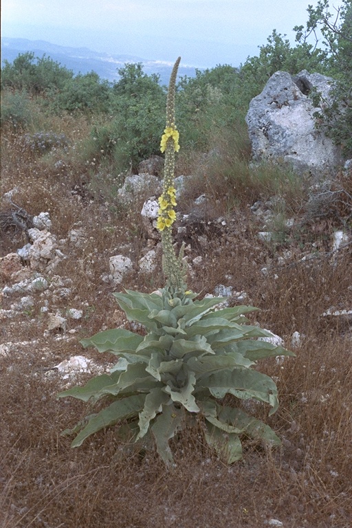 Korfu