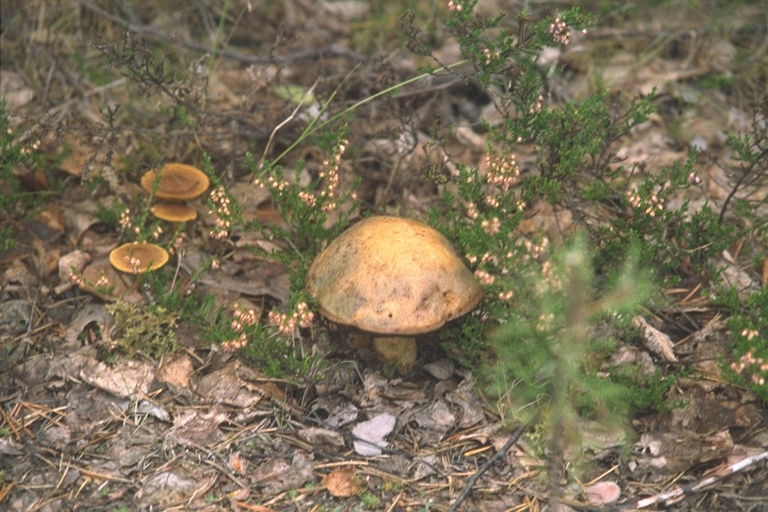 Zweden