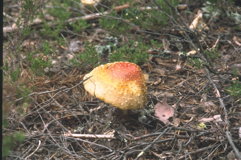 Zweden