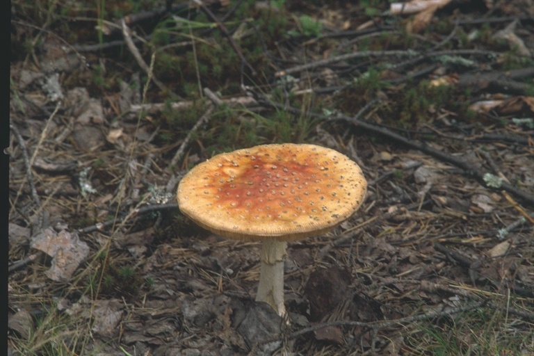 Zweden